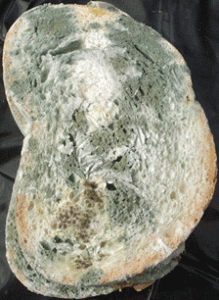 aspergillus mold on bread