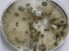 Mold picture- Air Sample Showing Mixed Mold Colonies