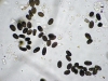 Mold picture- Airborne Black Mold Spores