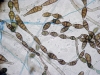 Mold picture- Alternaria Spores in Chains