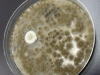 Mold picture- Black Mold Colonies