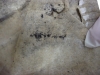 Mold picture- Black Mold on Drywall Paper