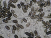 Mold picture- Airborne Spores of Black Mold, Stachybotrys