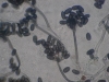 Mold picture- Black Mold, Stachybotrys