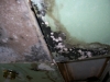 Mold picture- Ceiling Mold