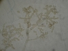 Mold picture- Cladosporium Spores