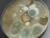 Mold picture- Mixed Mold Colonies