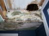 Mold picture- Mold In Attic