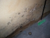 Mold picture- Mold On Drywall