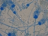 Mold picture- Penicillium bilaiae