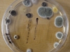 Mold picture- Various Mold Colonies Growing on Agar Media
