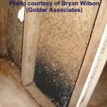 Basement black mold picture